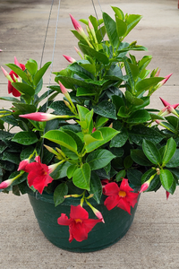House Plants 10